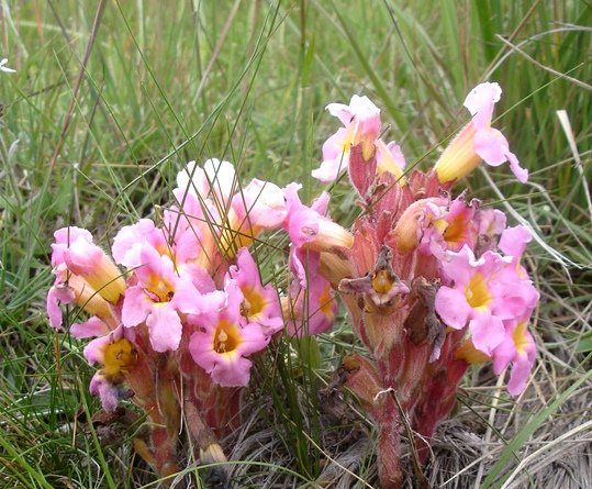 Harveya huttonii many-flowered
